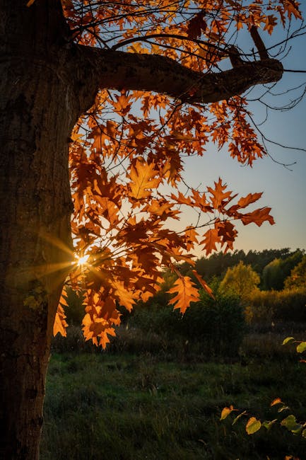 A secluded mountain stream in Gapyeong, surrounded by thick forest, with sunlight filtering through tree leaves, creating a peaceful and serene ambiance